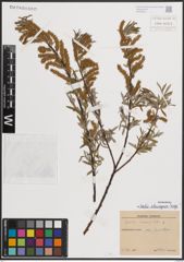 Foto von Salix eleagnos Scop.